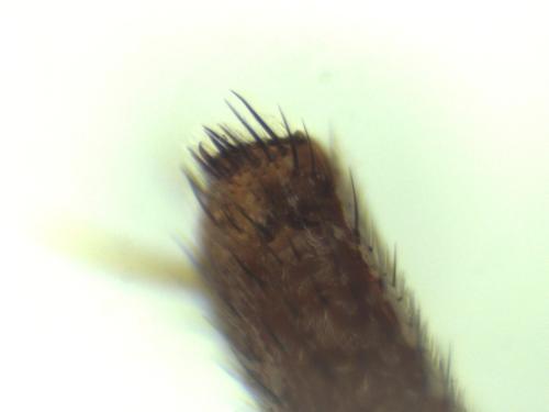 Nomada sp.